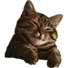 😏 Эмодзи «Микрокотики (Microcats)» для Telegram