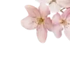 🌟 Эмодзи «Miii» для Telegram