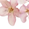 🌟 Эмодзи «Miii» для Telegram