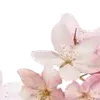 🌟 Эмодзи «Miii» для Telegram
