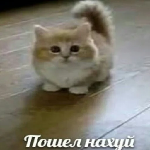 😔 Стикер «няшные стикеры и не только» для Telegram