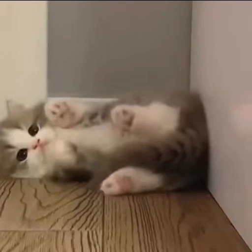 😬 Стикер «милые котики» для Telegram
