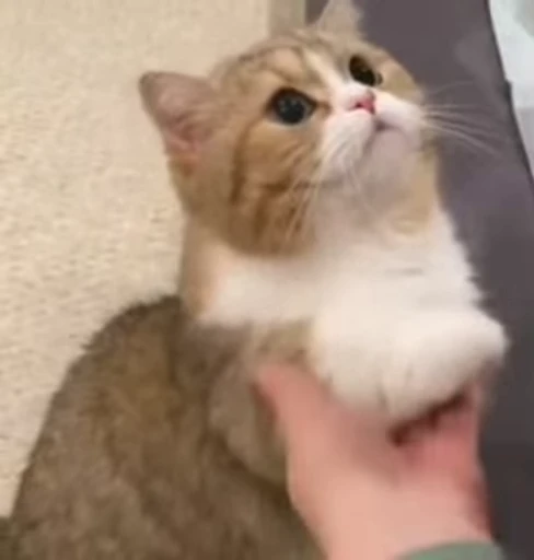 😺 Стикер «милые котики» для Telegram