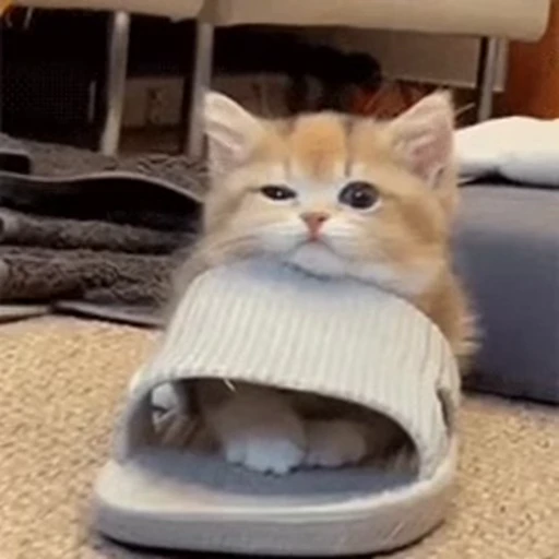 🥱 Стикер «милые котики» для Telegram