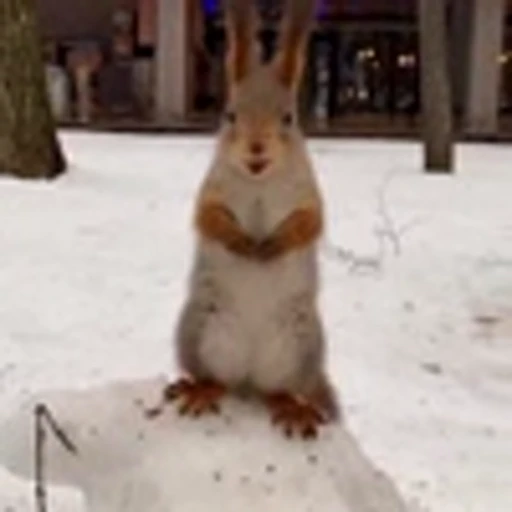 🤩 Эмодзи «Squirrels» для Telegram
