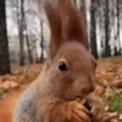 🤩 Эмодзи «Squirrels» для Telegram