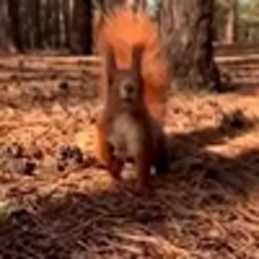🤩 Эмодзи «Squirrels» для Telegram