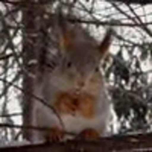 🤩 Эмодзи «Squirrels» для Telegram