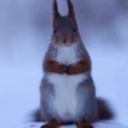 🤩 Эмодзи «Squirrels» для Telegram