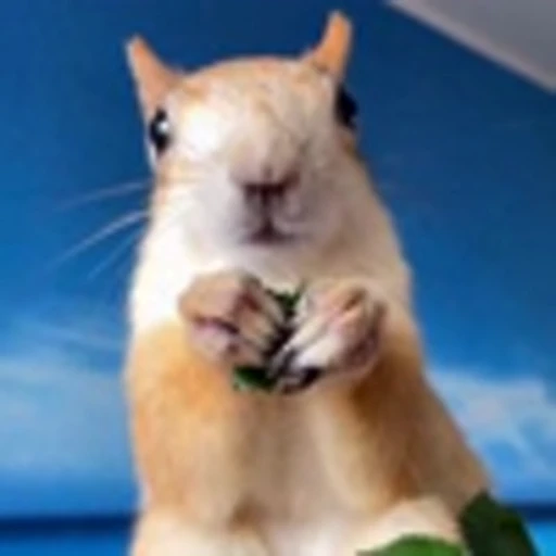 🤩 Эмодзи «Squirrels» для Telegram