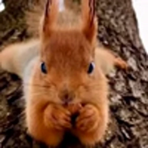 🤩 Эмодзи «Squirrels» для Telegram