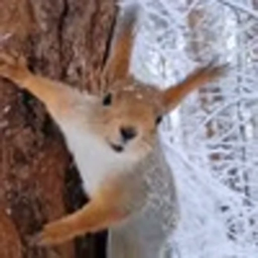 🤩 Эмодзи «Squirrels» для Telegram