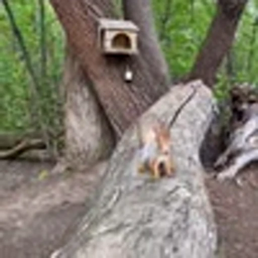 🤩 Эмодзи «Squirrels» для Telegram