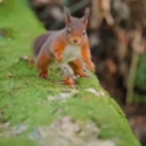 🤩 Эмодзи «Squirrels» для Telegram
