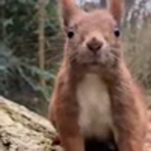 🤩 Эмодзи «Squirrels» для Telegram