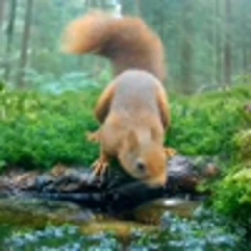 🤩 Эмодзи «Squirrels» для Telegram