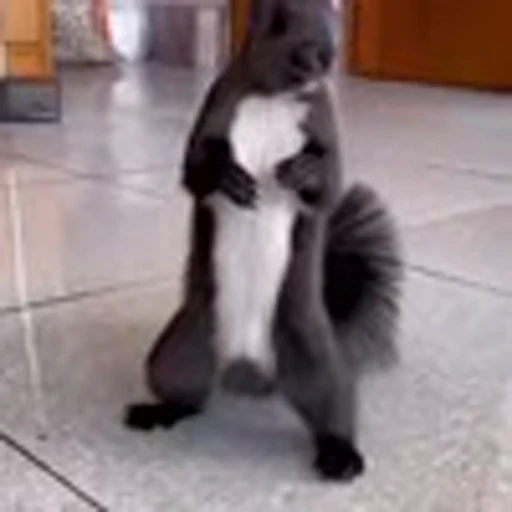 🤩 Эмодзи «Squirrels» для Telegram