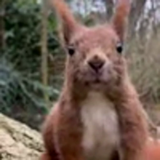 🤩 Эмодзи «Squirrels» для Telegram