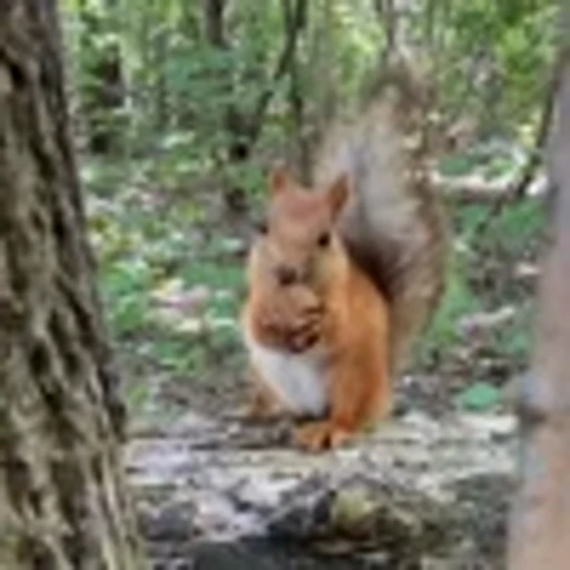 🤩 Эмодзи «Squirrels» для Telegram
