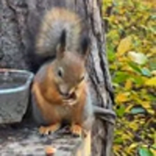 🤩 Эмодзи «Squirrels» для Telegram