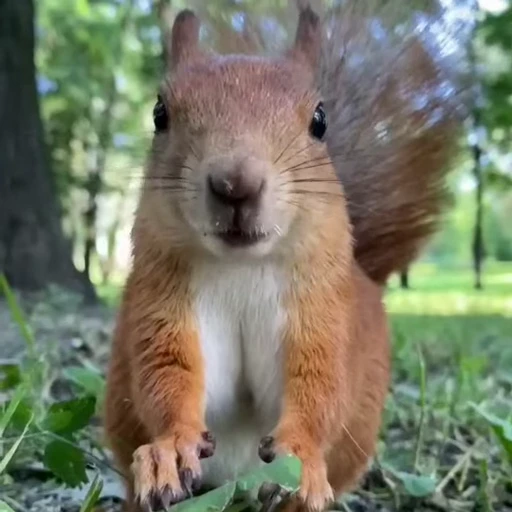 Стикерпак Squirrels для Telegram — скачать