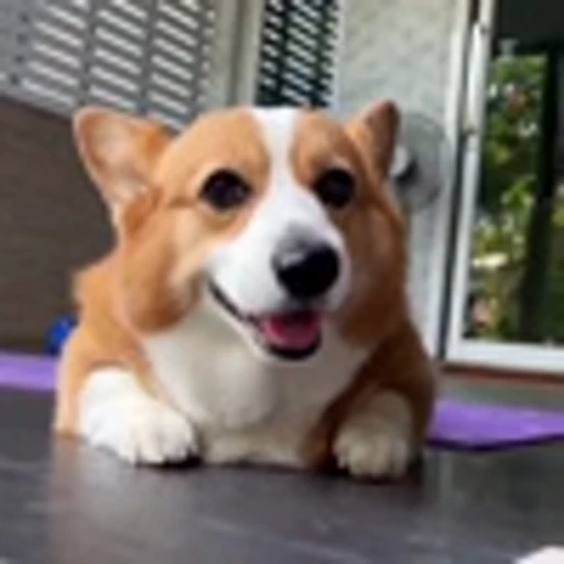 🤩 Эмодзи «Милые Корги» для Telegram