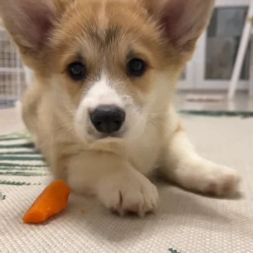 🤩 Стикер «Милые Корги» для Telegram