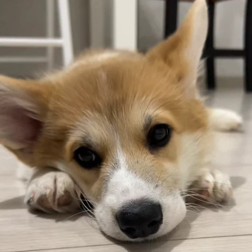 🤩 Стикер «Милые Корги» для Telegram