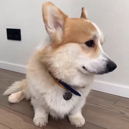 🤩 Стикер «Милые Корги» для Telegram