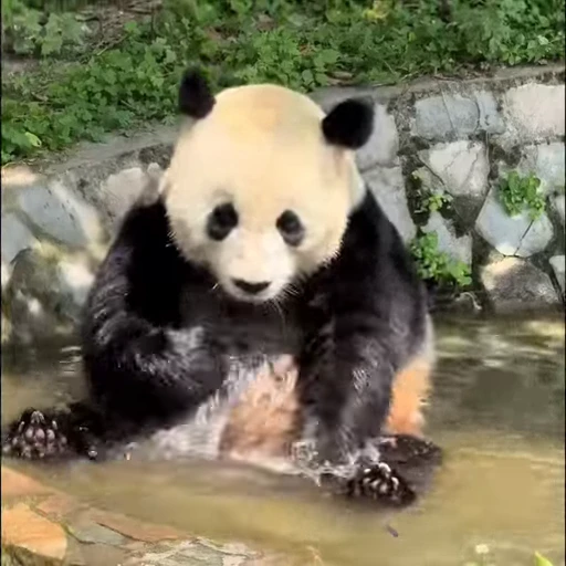 🛀 Стикер «Милые пандочки» для Telegram