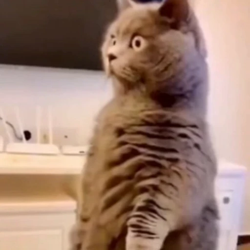 🐈 Стикер «Милые питомцы» для Telegram