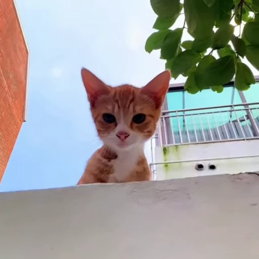 🐈 Стикер «Милые питомцы» для Telegram