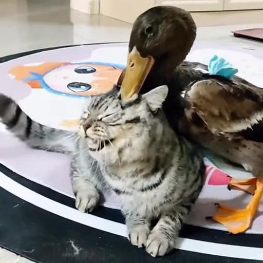 🐈 Стикер «Милые питомцы» для Telegram