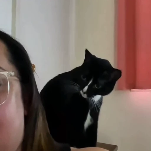 🐈 Стикер «Милые питомцы» для Telegram