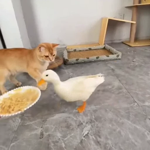 🐈 Стикер «Милые питомцы» для Telegram