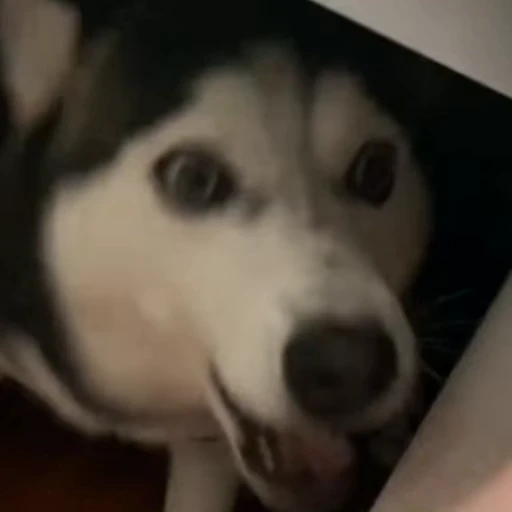 🐶 Стикер «Милые питомцы» для Telegram