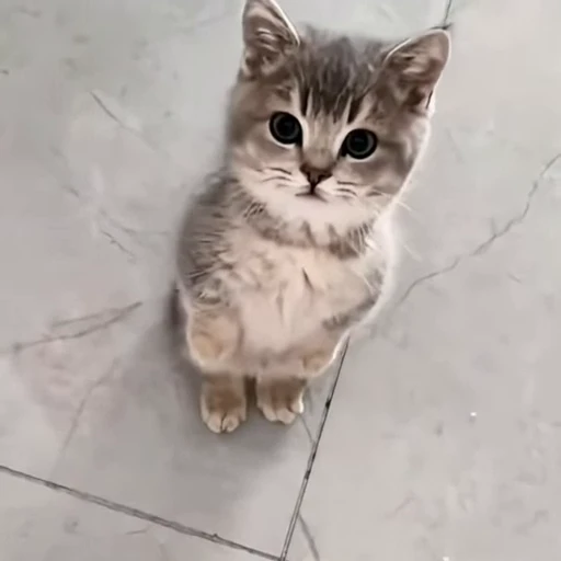 🐈 Стикер «Милые питомцы» для Telegram