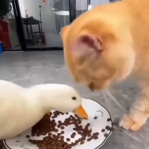 🐈 Стикер «Милые питомцы» для Telegram