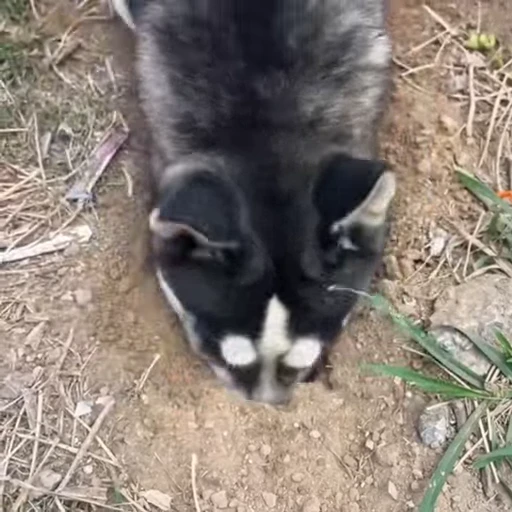 🐩 Стикер «Милые питомцы» для Telegram