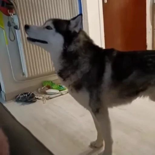 🐩 Стикер «Милые питомцы» для Telegram
