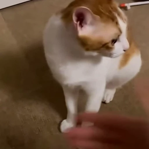🐈 Стикер «Милые питомцы» для Telegram