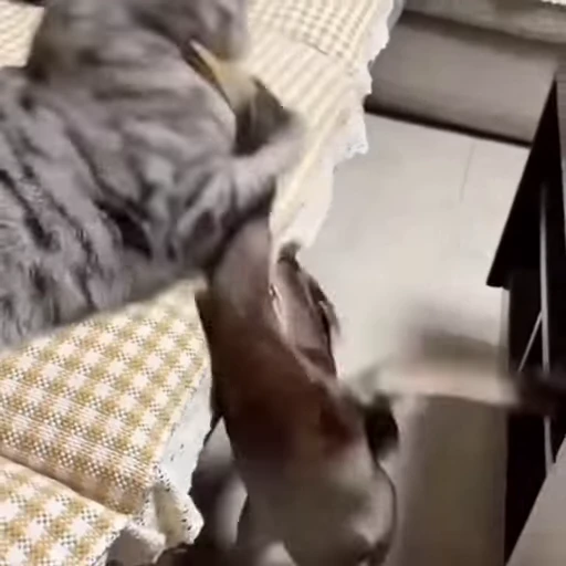 🐈 Стикер «Милые питомцы» для Telegram