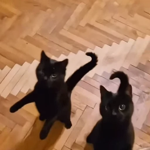 🐈 Стикер «Милые питомцы» для Telegram