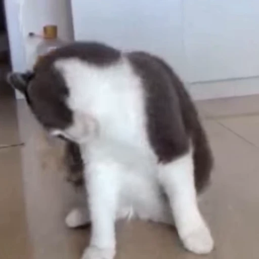 🐈 Стикер «Милые питомцы» для Telegram