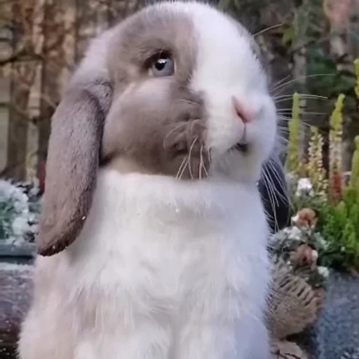 🤩 Стикер «Милые зайчики» для Telegram