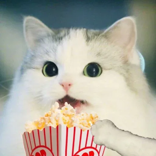 🍿 Стикер «El pack de mininos definitivo» для Telegram