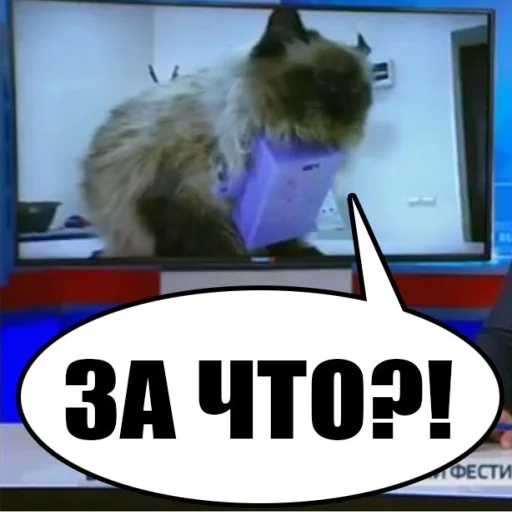 😿 Стикер «ура Нифёдов!!!)))» для Telegram