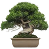 🌳 Эмодзи «гибли» для Telegram