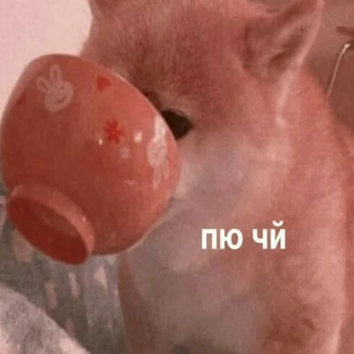 ☕️ Стикер «mi scusi» для Telegram