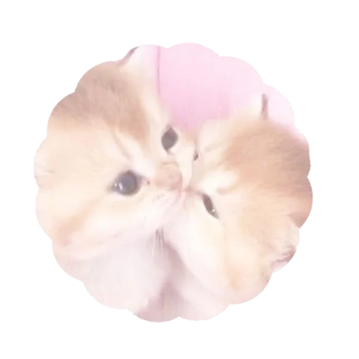 🐈 Стикер «miserablessed» для Telegram